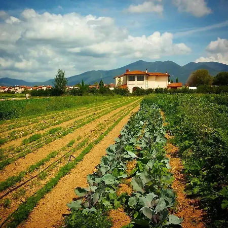 Casa Betulla * Pisa